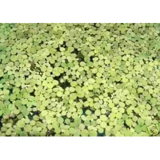 3 Portionen Wasserlinsen ca. 3.000 Stk. Lemna minor