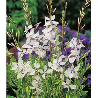 BALDUR Garten 2x Prachtkerze - Gaura 'Weiß', Pflanzen im 9x9 cm-Topf