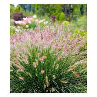 BALDUR Garten 3x Lampenputzergras Hameln, Pflanzen im 9x9 cm-Topf, Federborstengras, Süßgras, winterharte Staude, trockenresistent, mehrjährig, Wasserbedarf gering, blühend, Pennisetum alopecuroides