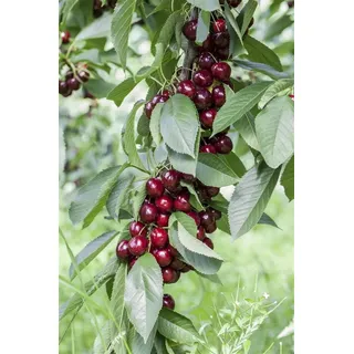 Pflanzen Für Dich Prunus Avium 'lapins' Cac 150-200cm Im 7,5l Topf