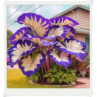 Seltene Elefantenohr Winterharte mehrjährige Überraschungsgeschenk Einfach zu Pflegen Schnelles -10knollen-f