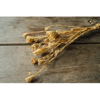 Trockenblume Ammi majus in Natur, im Bund, Größe ca. 50-60cm Knorpelmöhre, NaDeco