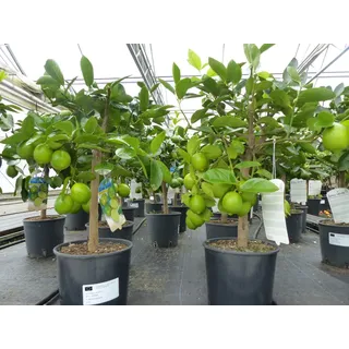 gruenwaren jakubik gruenwaren jakubik echte Caipi Limette Limettenbaum Citrus Lime 70 - 90 cm Zitruspflanze