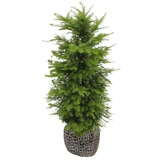 Heimische Eibe  (20 Stk., 140 cm - 160 cm, Taxus baccata)