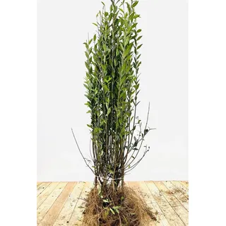 Ligustrum vulgare 'Atrovirens' 80–120 cm – Winterhart, Mehrjährig, Pflegeleicht – Gewöhnlicher Liguster – Heckenpflanze für Garten & Sichtschutz