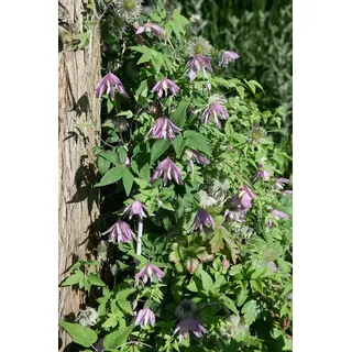 Pflanzen für Dich Kletterpflanze Clematis Country Rose, 1 St., Clematis Country Rose, rosa Blüten, kletternd