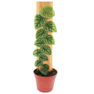 Exotenherz Zimmerpflanze Monstera dubia Brett Rarität zweidimensionales Fensterblatt 14cm Topf