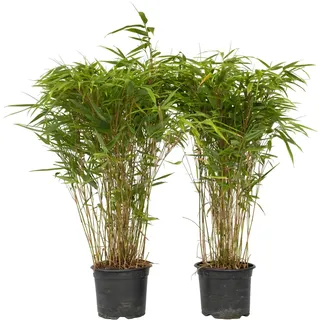 Plant in a Box - Bambus - 2 Stk - Fargesia nitida 'Gansu' - Höhe 50-70cm - Topf 17cm