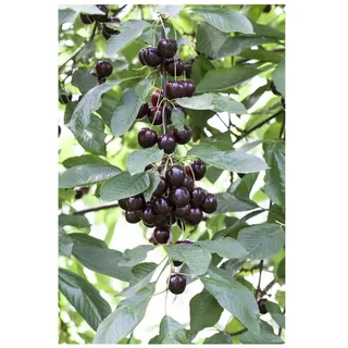 Pflanzen Für Dich Prunus cerasus 'Schattenmorelle', Sauerkirsche, 40 cm Stammhöhe