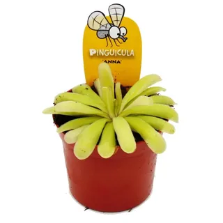 EXOTENHERZ Fleischfressende Pflanze Zierliches Fettkraut Pinguicula Anna 9cm Topf