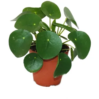 EXOTENHERZ Pilea Peperomioides Glückstaler Chinesischer Geldbaum Bauchnabelpflanze im 11cm Topf