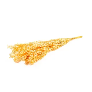 NaDeco Ruscus getrocknet, im Bund, in vielen Farben erhältlich, Größe ca. 70-80cm | Mäusedorn | Trockenblumen-Strauß | Getrocknete Blumen | Boho-Style | Boho-Deko, Farbe:Pfirsich