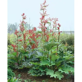 PlantaPro Rheum palmatum var. tanguticum 11 cm Topf – Winterhart, Mehrjährig, Pflegeleicht – Chinesischer Rhabarber – Zierstaude für Beet & Rabatte