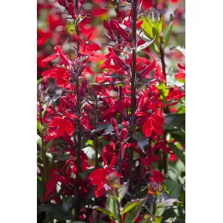 Pflanzen für Dich Staude Lobelia spec. Fan-Scharlach, 1 St., Lobelie rot