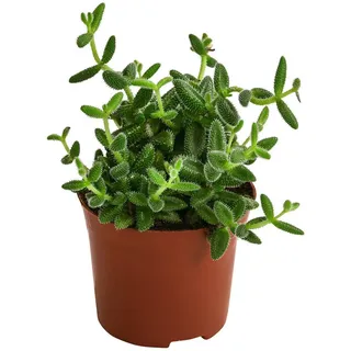 Dehner Gurkenpflanze, Ø Delosperma echinatum, Grün