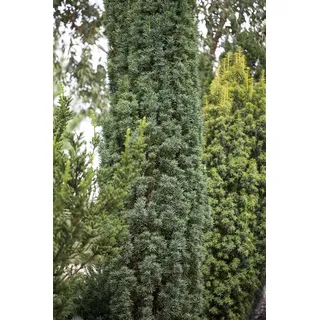 Taxus baccata 'Fastigiata Robusta' C 7,5 50-60 Schmale Säuleneibe 'Fastigiata Robusta',winterhart, deutsche Baumschulqualität, im Topf für optimales anwachsen