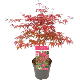Acer palmatum Fächerahorn Japanischer Ahorn 50–70 cm Zierahorn für Garten und Terrasse 17cm Topf (1, 'Beni-maiko')