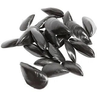 Deco Woerner Deko-Miesmuscheln 9,5 x 4,5 cm 24 Stück Dekorationsbedarf Naturgetreue Lebensmittel Attrappe - Künstliche Miesmuscheln - Food Dummy Plastikessen - Dekoration