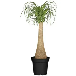 Piardino Elefantenfuß  (Beaucarnea recurvata, Topfgröße: 19 cm)