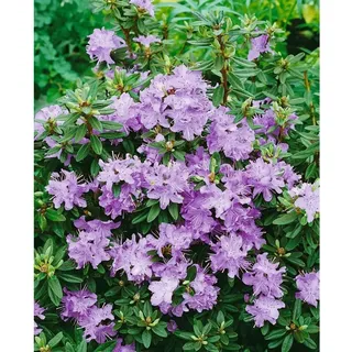 Pflanzen Für Dich Rhododendron impeditum Blumiria Zwerg-Rhododendron Lila Ca. 11x11 cm Topf