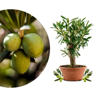 Meine Orangerie Olivenbaum Bonsai - echtes Olivenbäumchen - Olea Europaea - Olive Tree - altes Olivenstämmchen in der Schale - Bonsai Olive mit kurzem Stamm (Schale Ø 15 cm)