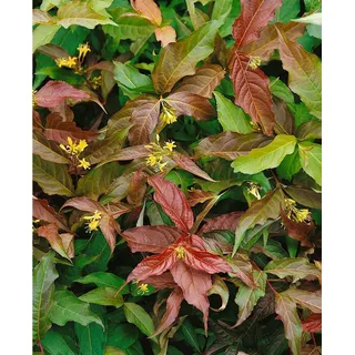 Pflanzen Für Dich Diervilla sessiliflora Dise Gelbe Strauchgeißblatt 40–60 cm