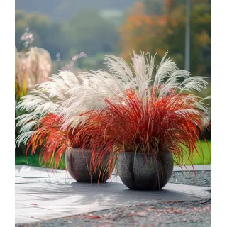 BALDUR Garten 5x Miscanthus 'Lady in Red®', Pflanzen im 9x9 cm-Topf | mehrjähriges Ziergras, atemberaubende Farbkombination, malerische Wuchsform, winterhart & pflegeleicht