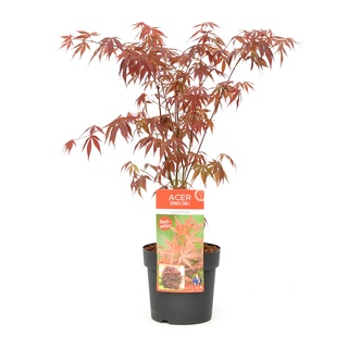 Plant in a Box Japanischer Ahorn Baum - Acer palmatum Atropurpureum Höhe 60-70cm