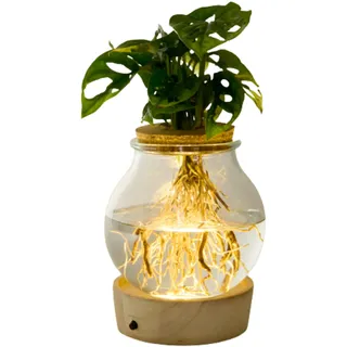 Tchibo - Wasserpflanze im Glas mit LED »Monstera« - grün