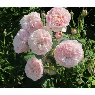 Dehner Kletterrose Divina, rosa