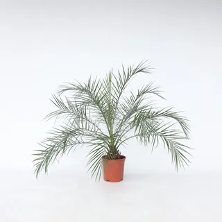 Plant in a Box - Phoenix roebelenii - Höhe 80-90cm - 21cm