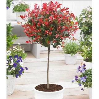BALDUR Garten 1x Immergrünes Photinia-Stämmchen Little Red Robin®, Pflanze im 3 Liter-Topf, Glanzmispel, winterhart, blühend, Photinia fraseri,...