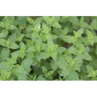 Pflanzen Für Dich Pflanze Mentha x piperita 'Multimentha'