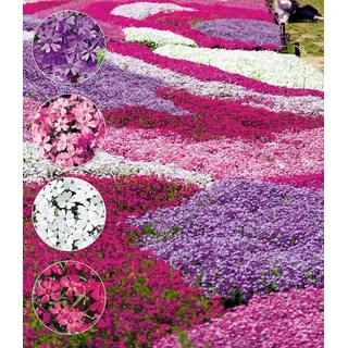 BALDUR Garten 4er Winterharter Bodendecker Phlox-Mix Flowers of the Sea, Pflanzen im 9x9 cm-Topf, Polsterphlox Polster-Flammenblume Polsterstauden ...