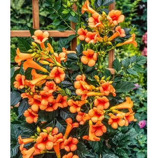 BALDUR Garten Kletterpflanze Amerikanische Klettertrompete Campsis, 1 St., Jasmin-trompete, winterhart, mehrjährig, pflegeleicht orange