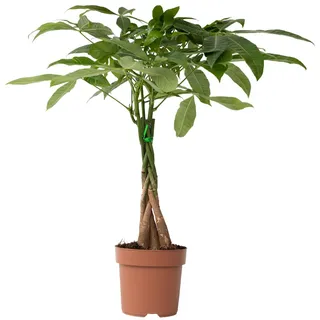 Plant in a Box - Glückskastanie - Pachira aquatica Höhe 60-70cm - Topf 17cm