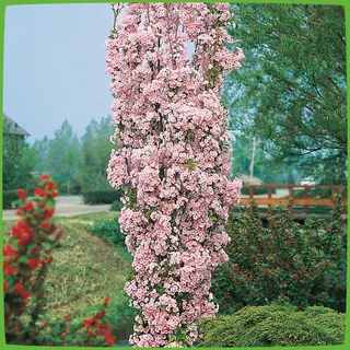 Säulen-Zierkirsche 'Amanogawa'