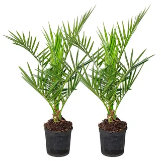 Bloomique - 2er-Set - Phoenix Canariensis - Kanarische Dattelpalme - Palme - Balkonpflanzen Winterhart - Höhe 50-70 cm - Topf 15 cm