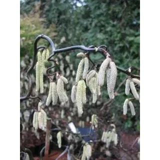 PlantaPro Korkenzieher-Hasel 'Contorta' 80 cm Corylus avellana winterhart mehrjährig | gedrehte Zweige, Kätzchenblüte im Vorfrühling, sonnig bis halbschattig, Solitär oder Kübel, winterhart