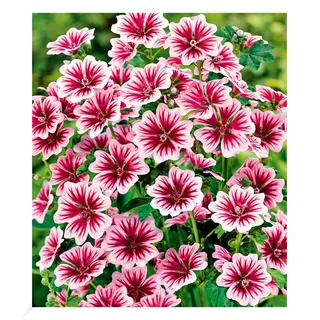 BALDUR Garten Stauden-Malve Zebrina, 3 Pflanzen, Blütenmeer über viele wochen, pflegeleicht, für Beet und Kübel, winterhart, mehrjährig & pflegeleicht