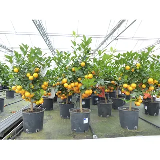 Calamondin Stamm Busch Orange Citrus Mitis 70 - 80 cm Orangenbaum Calamondino Kalamansi