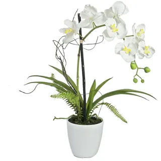 Europalms Orchideen-Arrangement 1