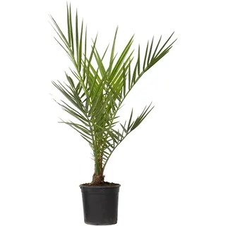 Phoenix Canariensis - Kanarische Dattelpalme - Topf 15cm - Höhe 50-60cm - Winterhart - Palme draußen