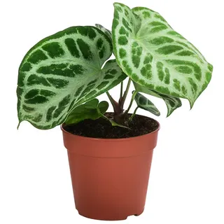 Dehner Herzblattblume - Anthurium crystallinum 'Silver Blush', Grün, Silber