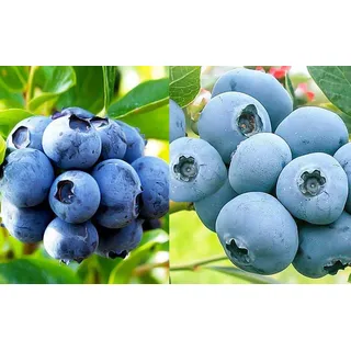 Heidelbeere 2 Sorten Set, XL Blaubeeren Duke + Bonus, Kulturheidelbeere Nördliche Sorten. 2 kräftige Pflanzen