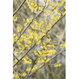 pflanzen-für-dich.de Hamamelis intermedia 'Arnold Promise', Zaubernuss, gelb, 40–60 cm