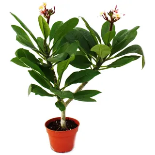 Exotenherz Hawaianischer Tempelbaum Plumeria Überraschungsfarbe