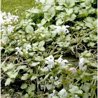 Waldnessel Album - Lamium maculatum
