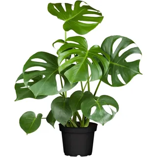 Fensterblatt Monstera Deliciosa H ca. 55 cm 17 cm Topf