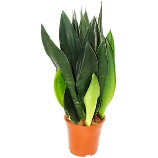 EXOTENHERZ Sansevieria Trifasciata Black Diamond Schwarzer Bogenhanf Solitärpflanze im 17cm Topf ca. 50cm Hoch